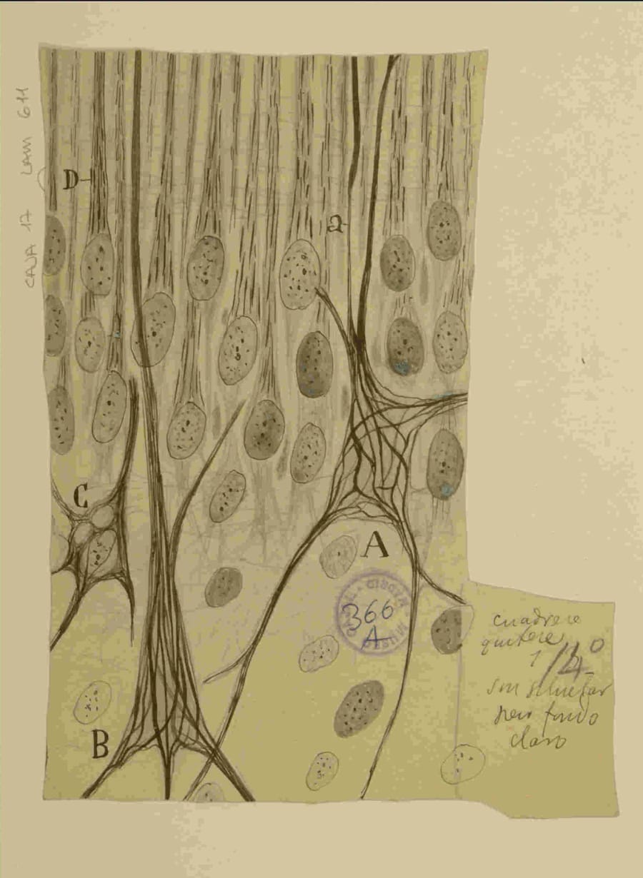 9918477518204201. La geometría oculta del hipocampo: Asta de Ammón de conejo (Lámina 611, Legado Cajal, CSIC). En este dibujo de 1893, realizado con el método de Golgi, Santiago Ramón y Cajal plasmó con nitidez la densa estratificación de la capa piramidal en la región CA1. Es precisamente en este espesor celular donde la Dra. Liset Menéndez de la Prida, distinguida como Cajaliana Ilustre, ha descubierto en 2025 que existen canales de información espacial independientes y paralelos.