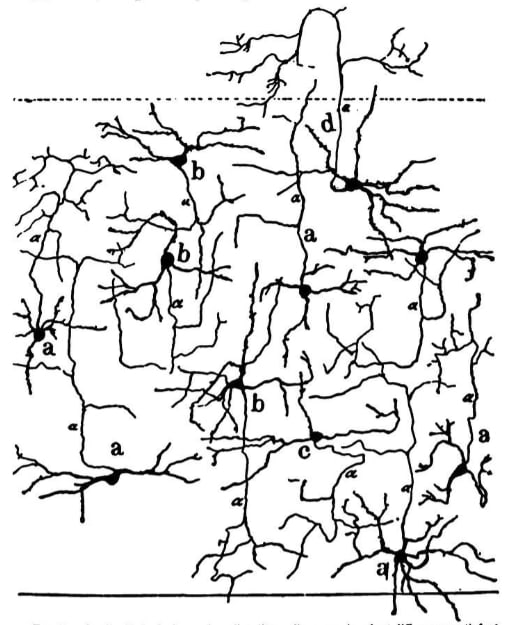 Diagrama de una red neuronal con varias neuronas representadas como puntos negros y ramificaciones en forma de árbol.