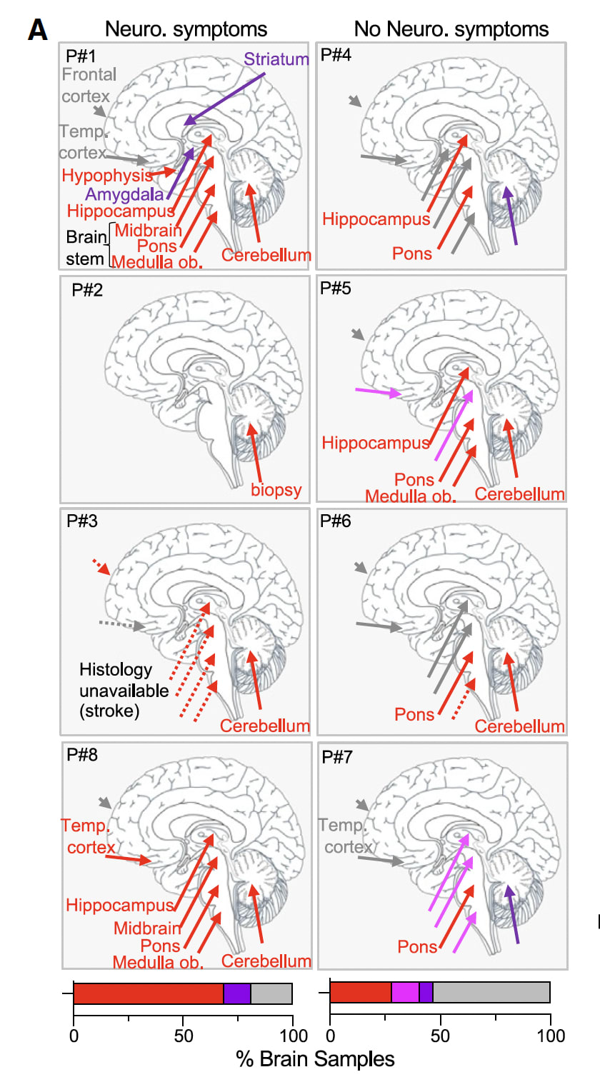 Proviene del trabajo de Hamnett, Bendrick et al.. Muestra la disección morfológica que mencionas: las neuronas $VGLUT2^{Long}$ (proyecciones largas longitudinales) frente a las novedosas neuronas $VGLUT2^{Circ}$ (proyecciones locales circunferenciales), lo que valida la especificidad estructural en el colon.