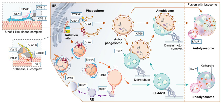 Un esquema celular didáctico que explica cómo el amphisoma se forma en la sinapsis y viaja por el axón hacia el cuerpo celular. Es fundamental para que el lector entienda la “logística de precisión” que explicas.