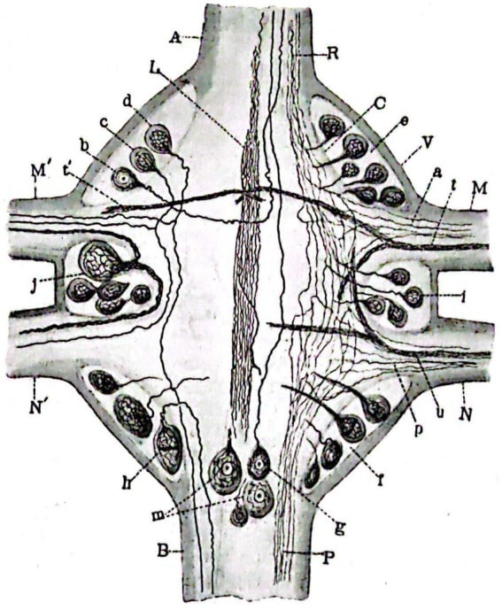Sección horizontal de un ganglio medio de Haemopis sanguisuga. (V) Cápsula externa; (C) Ídem interna; (A) Cordón longitudinal anterior; (B) Ídem posterior; (M, M’) Nervios anteriores atravesados por fibra independiente (A) y haces (T, T’); (N, N′) Ídem posteriores atravesados por fibras (P) y haces (U); (B-D) Células del foco anterolateral izquierdo; (E) Ídem del derecho; (I, J) Ídem de las laterales mediales o interradiculares; (F) Ídem del posterolateral derecho; Ídem del izquierdo; (G, M) Ídem del central posterior; (L) Haz longitudinal impar; (R, P) Fibras coordinadas anteriores y posteriores (Sánchez, 1912)