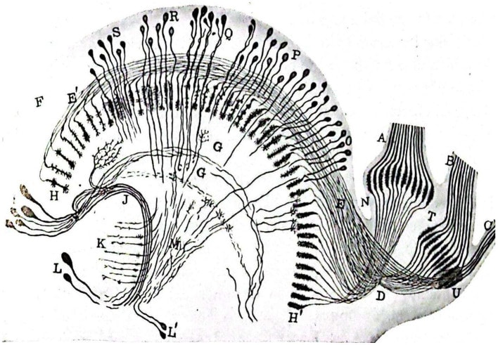 Conjunto ligeramente esquematizado que comprende las porciones profundas (lámina ganglionar del perióptico, quiasma intermediario, retina profunda o epióptico, quiasma interno y lóbulo óptico) del aparato visual de una crisálida de Pieris brassicae capturada a principios de marzo. Los haces nerviosos se identifican con letras mayúsculas (1917; Sánchez, 1922a)