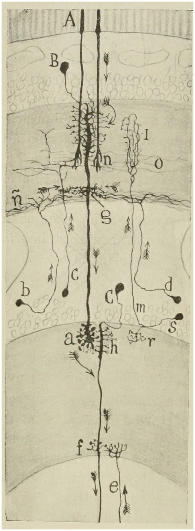Esquema destinado a mostrar el curso probable de las corrientes en la retina de la abeja. (A) bastones; (B) segunda neurona visual (monopolar gigante); (C) corpúsculo ganglionar (tercera neurona visual); (B, C) centrífugas cortas; (M, S) célula T o célula de conexión interzonal; (F, G) dendritas basales destinadas a articularse con las fibras centrífugas (Ramón y Cajal y Sánchez, 1915)