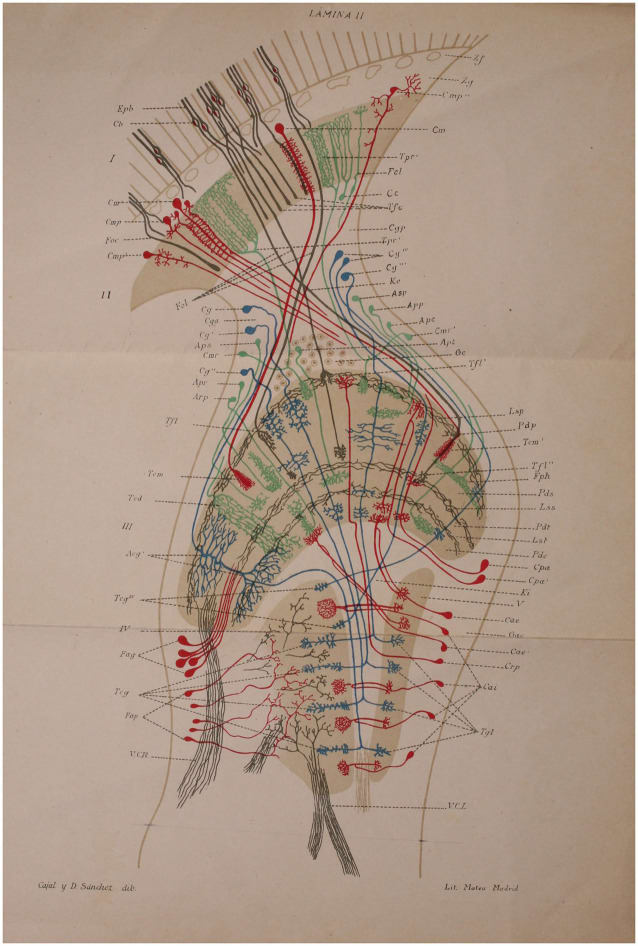 Mapa anatómico de la red nerviosa con líneas y colores que representan diferentes conexiones y estructuras.