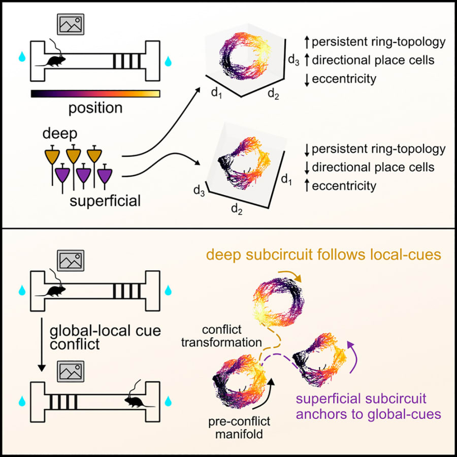 Mapeo del mosaicismo somático microglial. El mapa topográfico del cerebro humano resalta en color las áreas del rombencéfalo (puente y cerebelo) colonizadas por clones mutantes $BRAF^{V600E}$ en pacientes con histiocitosis. La imagen ilustra visualmente la fase incipiente de la colonización antes de la aparición de síntomas clínicos. Adaptado de Vicario, J., Geissmann, F., et al. (2025). Clonal microglia and neurodegeneration. Neuron, 113(8). DOI: 10.1016/j.neuron.2025.03.005