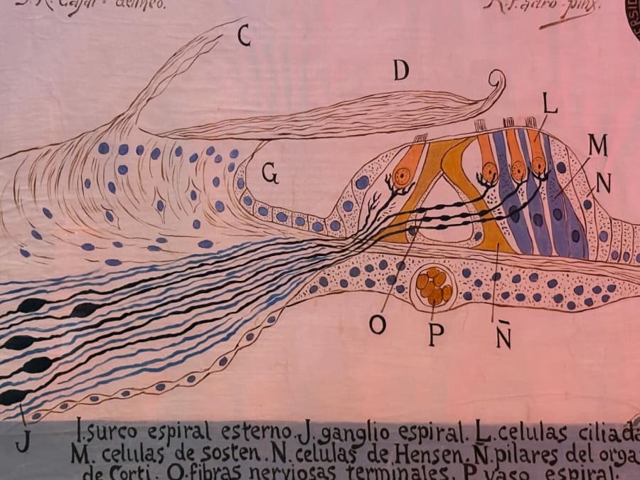 La consagración de la memoria: el impacto social y científico del Espacio Cajal ante el hito de los 40.000 visitantes
