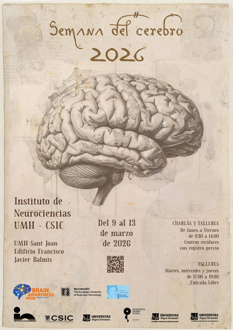 Cartel de la Semana del Cerebro 2026, organizado por el Instituto de Neurociencias UMH-CSIC, que muestra un dibujo detallado de un cerebro humano y detalla fechas y horarios de actividades como charlas y talleres.