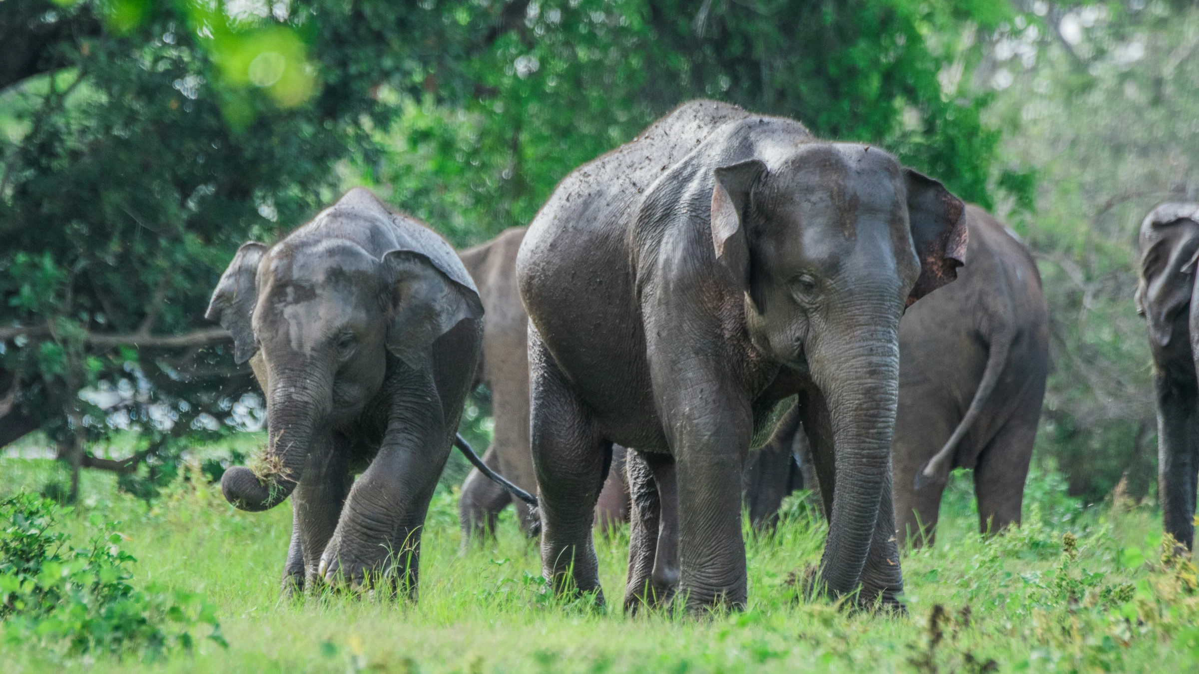 Olifanten op safari in een nationaal park in Sri Lanka
