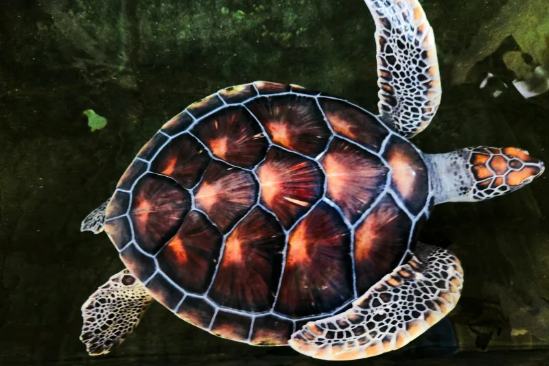 Turtle underwater in Sri Lanka