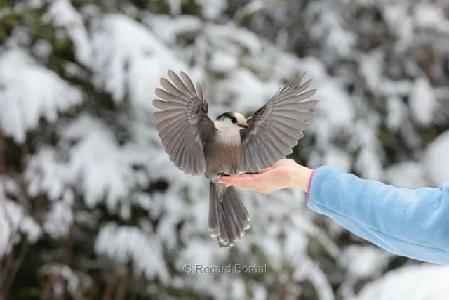 Photo du québec - Regard Boréal