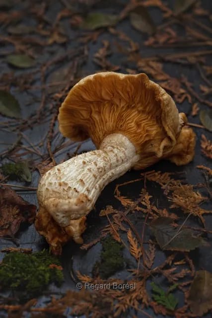 Champignon. Forêt. Ingrédient. Nature sauvage. Plante comestible - Regard Boréal