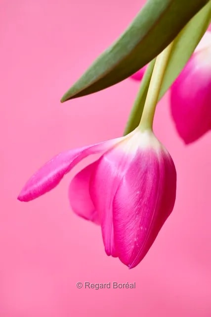 Tulipe. Rose. Plante. Parfum. Printemps au Québec - Regard Boréal