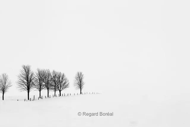 Noir & Blanc. Arbres. Paysage du Québec. Hiver au Québec. Minimalisme - Regard Boréal