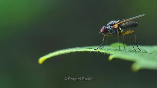 Mouche. Insecte. Feuillage. Été au Québec. Macro - Regard Boréal
