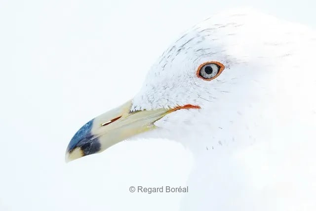 Oiseau. Faune sauvage. Goéland. Nature sauvage. Observation - Regard Boréal