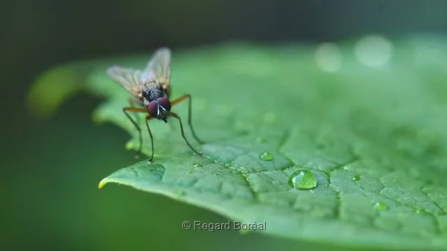 Mouche. Insecte. Feuillage. Été au Québec. Macro - Regard Boréal