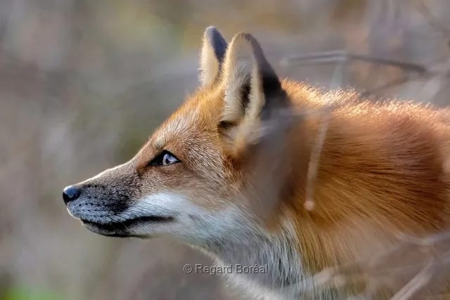 Faune du Québec. Renard. Nature sauvage. Parc. Animal - Regard Boréal