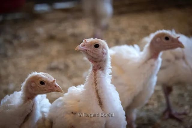 Dindonneaux. Ferme. Élevage du Québec. Volailles. Oiseaux - Regard Boréal