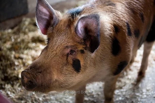 Cochon. Ferme. Élevage du Québec. Animal. Porc - Regard Boréal