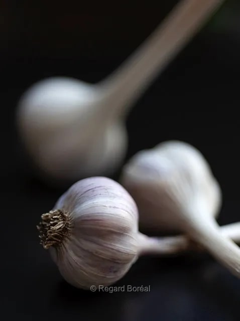 Ail, Ingrédient. Marché. Cuisine. Saveurs - Regard Boréal