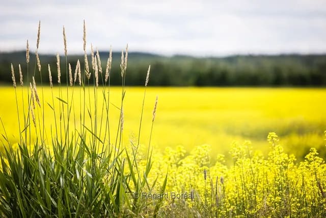 Blé. Céréales. Jaune. Champ. Fleurs. Flore du Québec - Regard Boréal