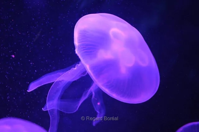 Méduses. Aquarium. Violet. Mouvement. Abstrait - Francis Pelletier - Regard Boréal