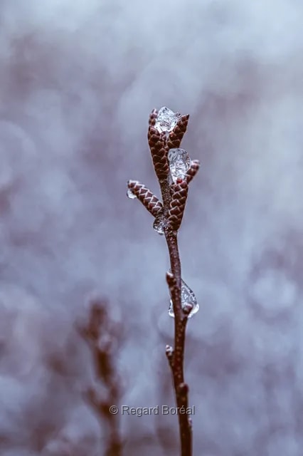 Hiver au Québvec. Bourgeon. Glace. Givre. Branche - Regard Boréal
