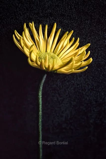 Fleurs. Flore du Québec. Parfum. Jaune. Tige - Regard Boréal