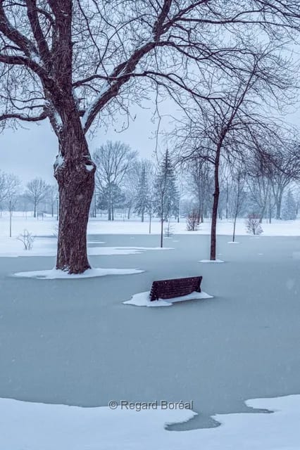 Hiver au Québec. Arbres. Neige. Gel. Parc - Regard Boréal