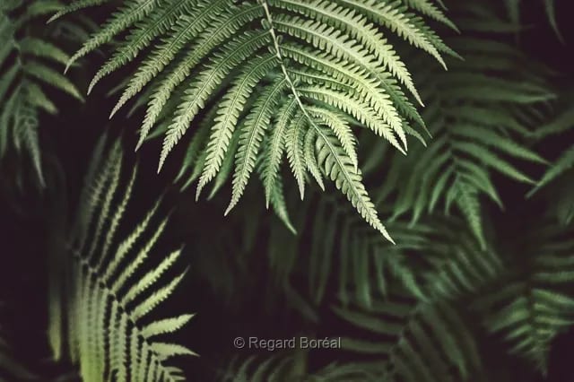 Fougère. Feuillage. Plante. Botanique. Mouvement - Regard Boréal
