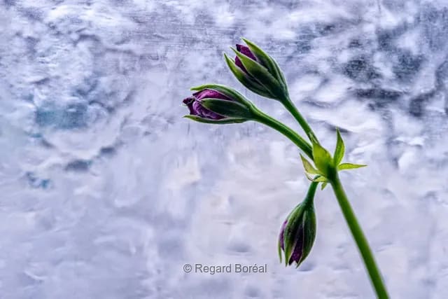 Fleurs. Hiver au Québec. Bourgeons. Glace. Tiges - Regard Boréal