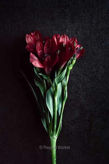 Fleurs. Flore du Québec Parfum. Bouquet. Rouge - Regard Boréal