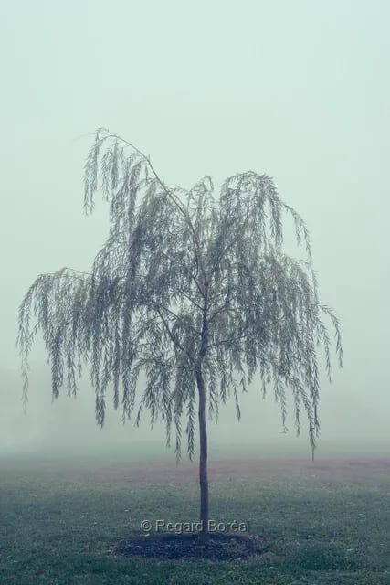 Pluie, Brume. Arbre. Paysage. Solitaire - Regard Boréal