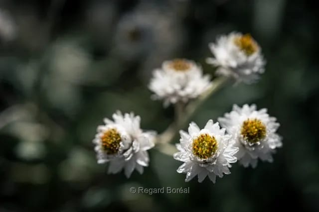Fleurs. Flore du Québec. Parfum. Blanc. Champ - Regard Boréal