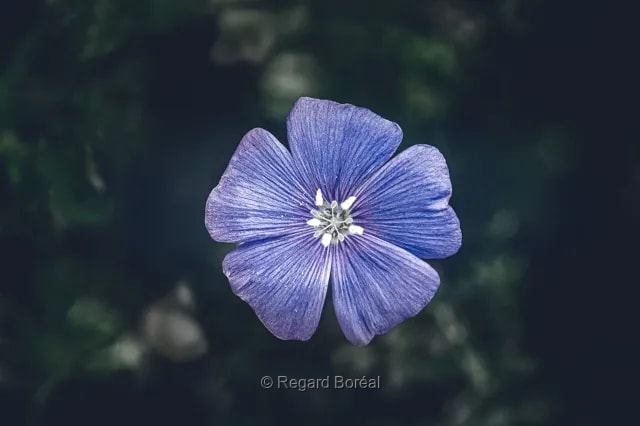 Fleur. Flore du Québec. Parfum. Violet. Forêt - Regard Boréal