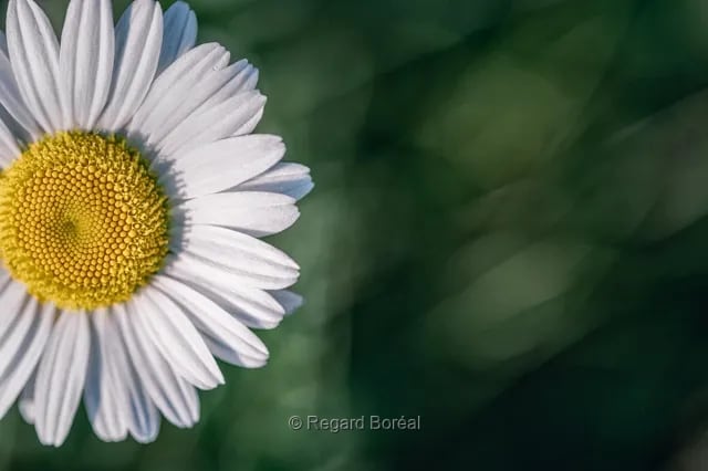 Fleurs. Blanc. Jardin. Marguerite. Flore du Québec - Regard Boréal