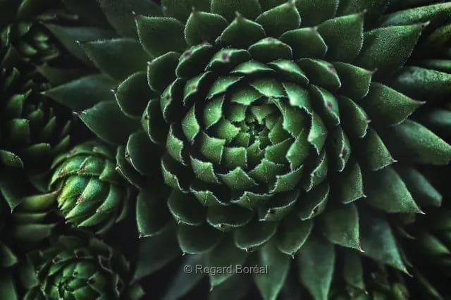 Plante. Verdure. Botanique. Cactus. Jardin - Regard Boréal