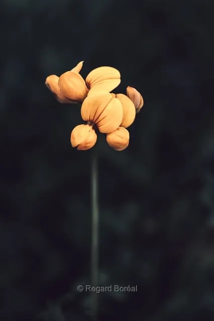 Fleur. Flore du Québec. Jaune. Orchidée. Serre - Regard Boréal