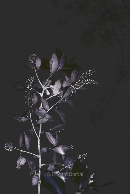 Fleurs. Flore du Québec. Parfum. Violet. Jardin - Regard Boréal