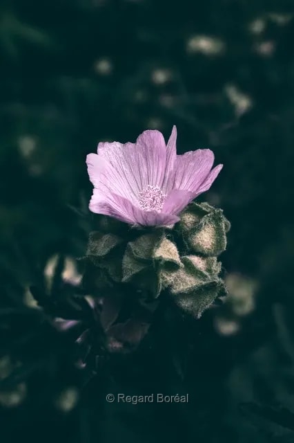 Fleurs. Flore du Québec. Rose. Parfum. Forêt - Regard Boréal
