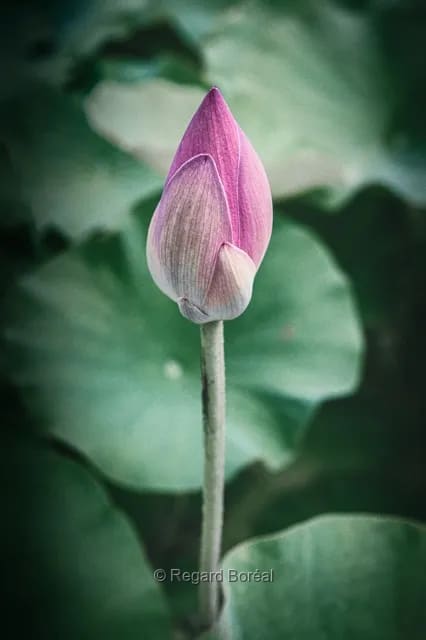 Fleur. Flore du Québec. Rose. Bourgeon. Solitaire - Regard Boréal