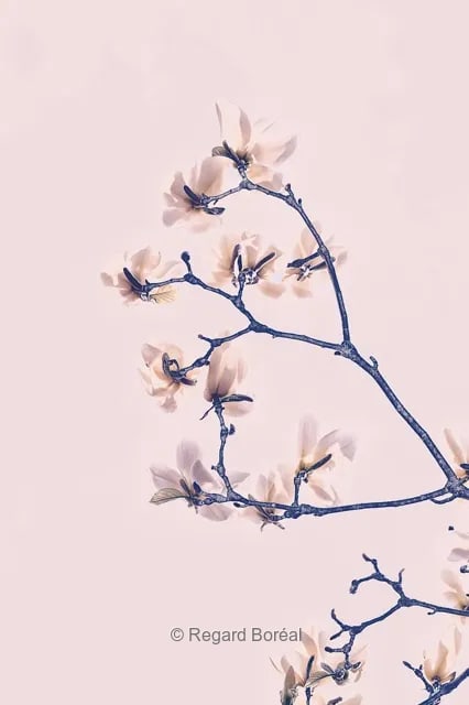Fleurs. Flore du Québec. Rose. Magnolia. Arbre - Regard Boréal