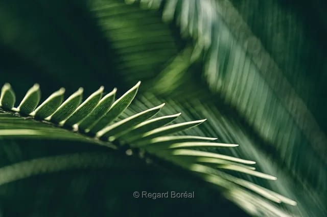 Fougère. Feuillage. Forêt. Plante. Botanique - Regard Boréal