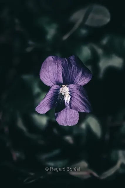Fleurs. Flore du Québec. Jardin. Violet. Parfum - Regard Boréal
