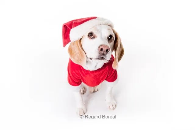 Chien. Déguisement. Temps des fêtes. Noël. Célébration - Louis-Paul St-Onge - Regard Boréal