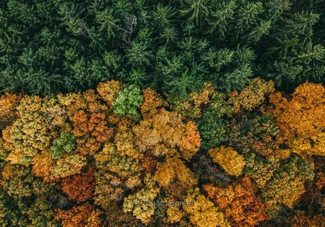 Drone. Paysage du Québec. Couleurs. Forêt. Automne au Québec. Arbres. Mont-Tremblant - Regard Boréal