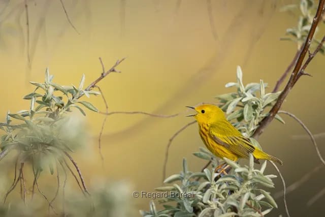 Oiseaux. Ornithologie. Faune du Québec. Jaune. Forêt. Nature sauvagge - Regard Boréal