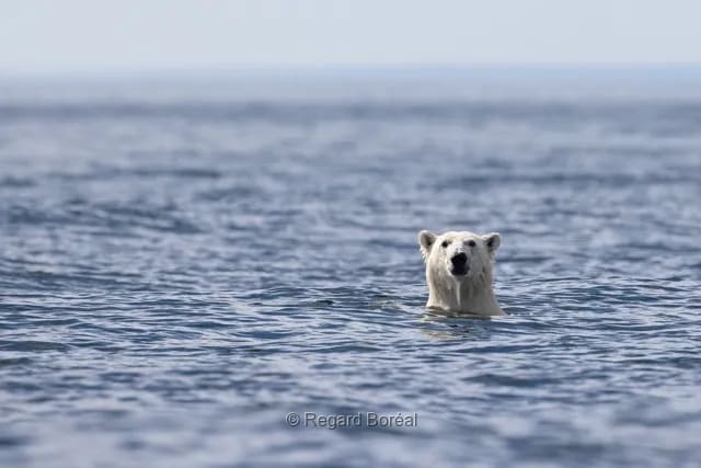 Ours polaire. Faune du Québec. Animal. Nature sauvage. Baignade - Regard Boréal