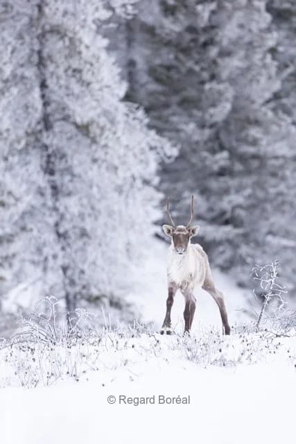 Caribou. Paysage du Québec. Nature sauvage. Faune du Québec. Hiver au Québec - Regard Boréal