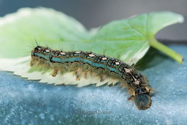 Chenille livrée des forêts. Insecte. Repos. Feuille. Forêt - Regard Boréal